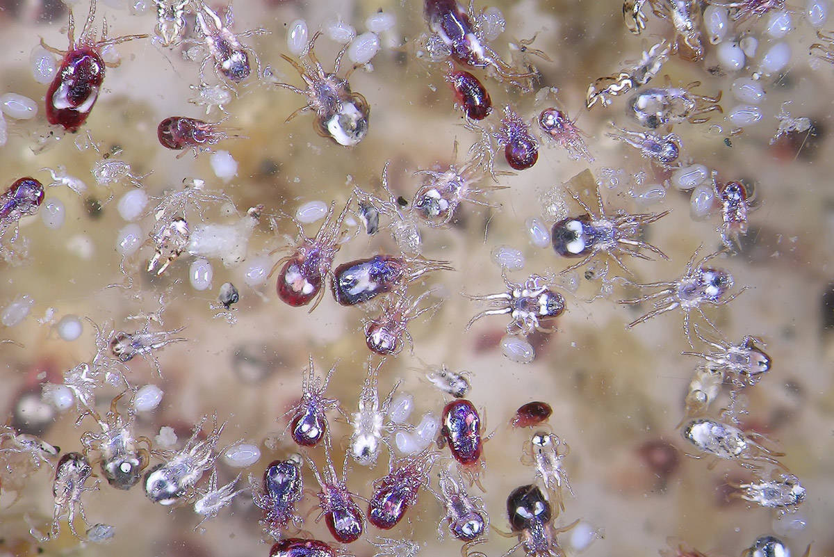 Red mites feeding 